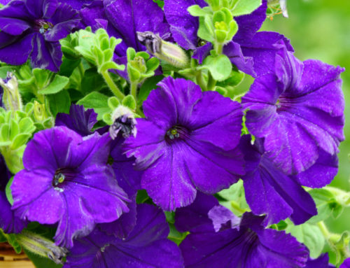 Adding Green to Your Landscaping without Spending a Pot o’ Gold
