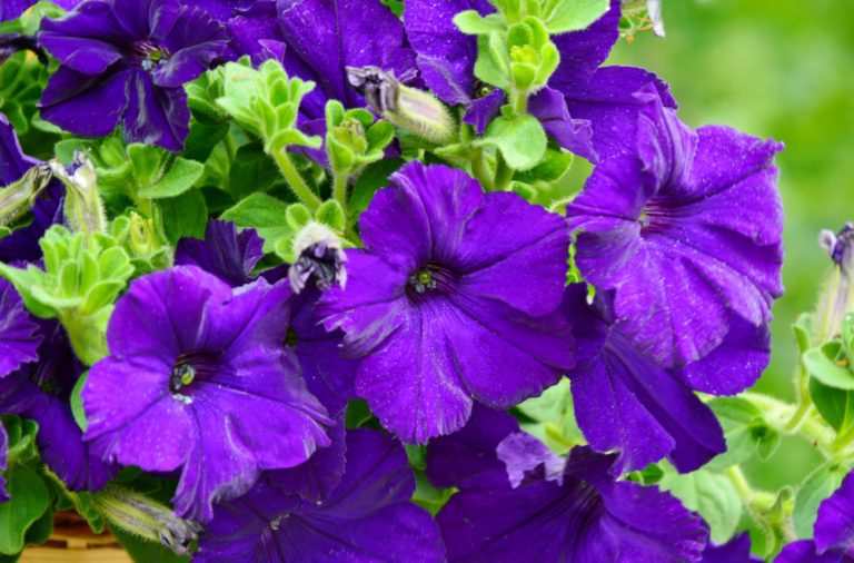 Adding Green to Your Landscaping without Spending a Pot o’ Gold